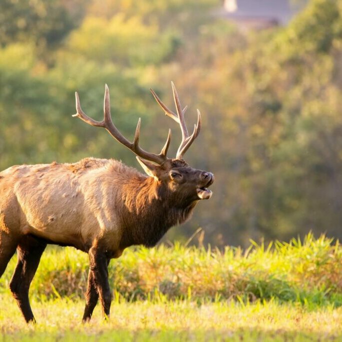 selective focus photography of deer